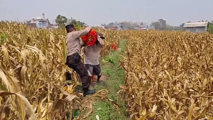 Bahu-Membahu di Ladang Jagung, Polresta Malang Kota dan Warga Perkuat Ketahanan Pangan